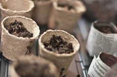 Peat and newspaper Pots Peat and newspaper pots.
