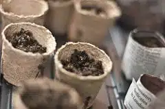 Peat and newspaper pots.