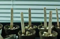 A trio of broccoli sprouts.