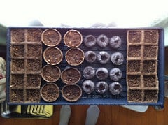 Jiffy Pots With Peat Pots Jiffy pots with peat pots.