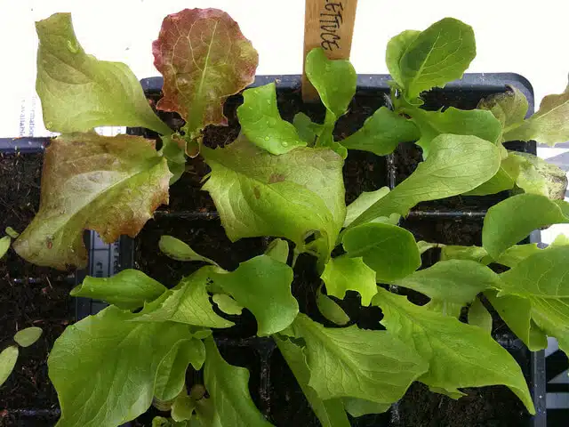 Early lettuces in a module tray.