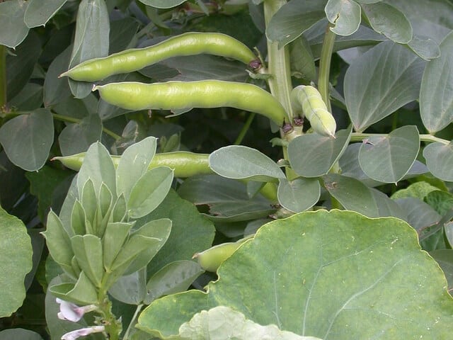 Broad Beans Broad beans nearly ready for harvesting.