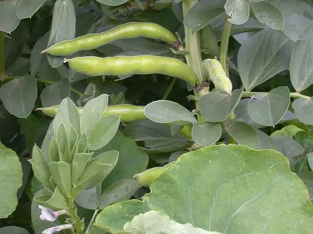 Broad beans nearly ready for harvesting.