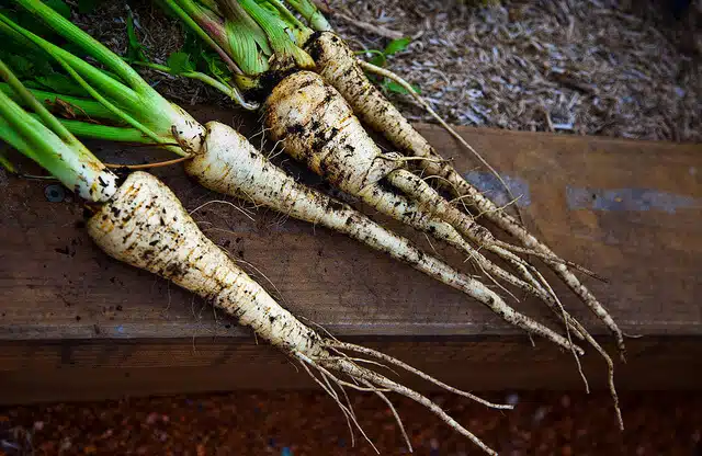 Parsnip plants with foliage covered in soil.