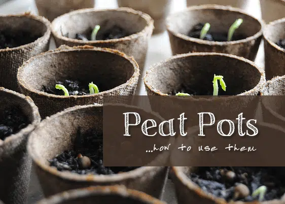 Peat pots with text overlay.