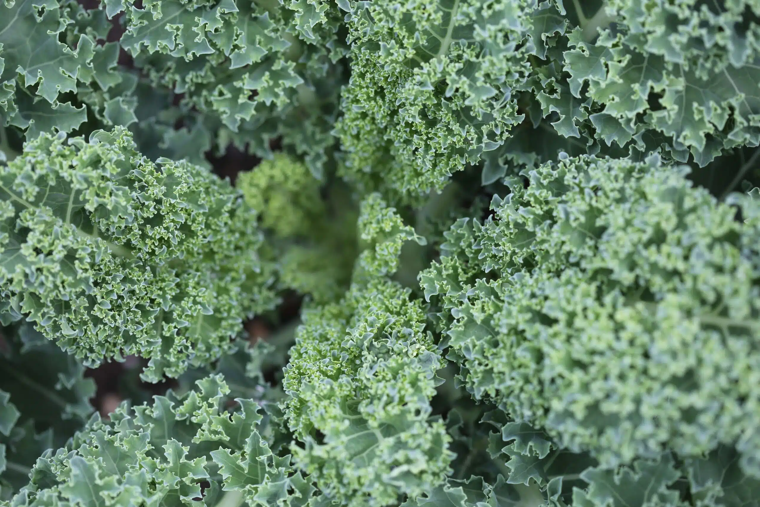 Close-up shot of a kale plant. 