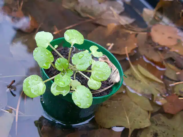 Watercress in black pot.