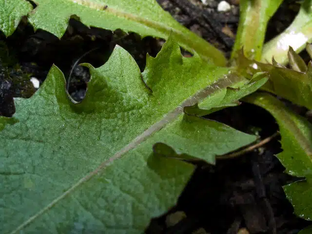 Dandelion leaves.