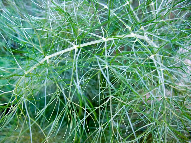 Fennel leaves.