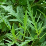 Perennial Rocket Perennial rocket.