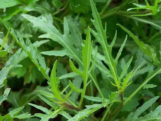 Perennial rocket leaves.