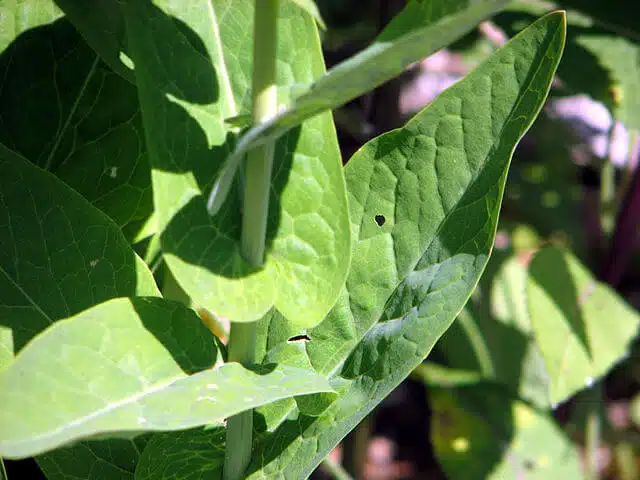 Garlic cress leaves.