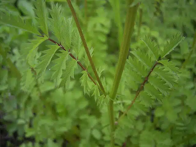 Salad burnet leaves.