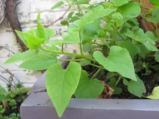 Caucasian spinach (hablitzia tamnoides) in stone container.