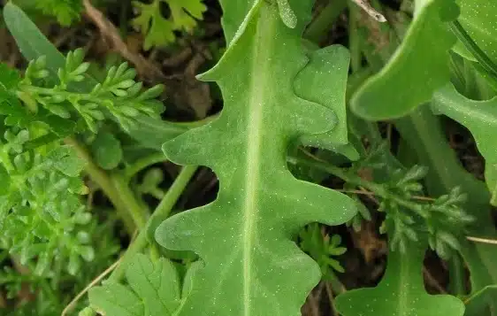 Common bright-eyes leaves.