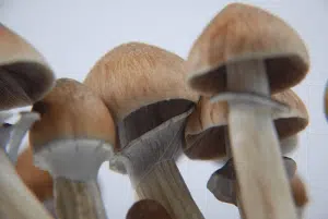 Mushrooms ready to harvest.