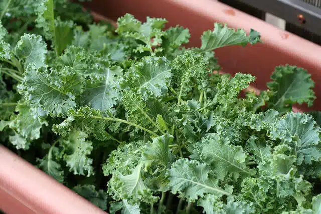 Curly Kale