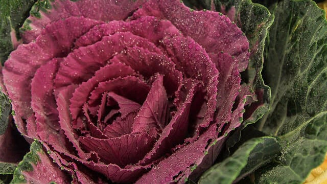 Red Cabbage