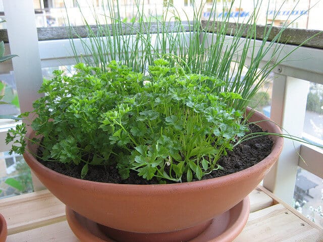 Chives in Container