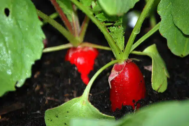 Radishes