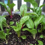 Swiss Chard Swiss Chard