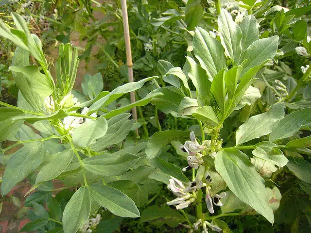 Broad beans