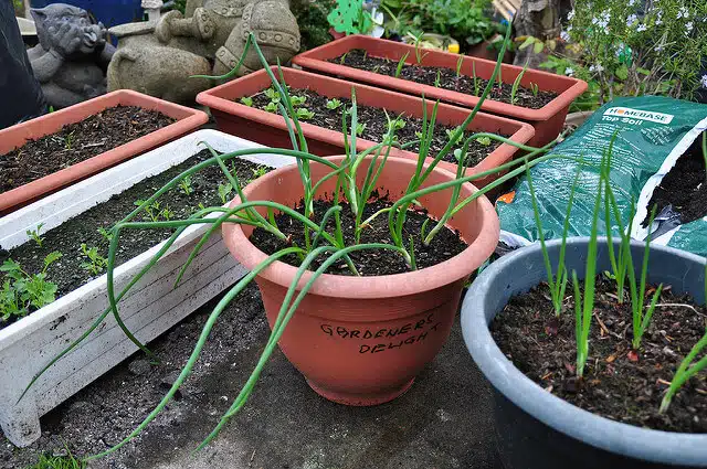 Onions in the Container Garden