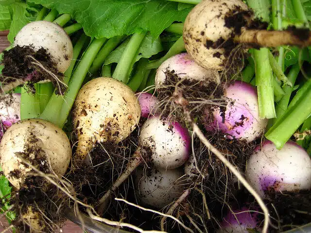 White Turnips