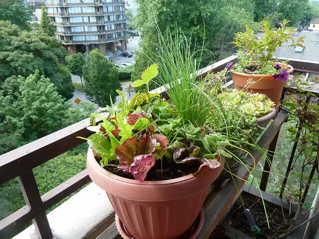 Container Chives and Lettuces