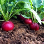 Radishes