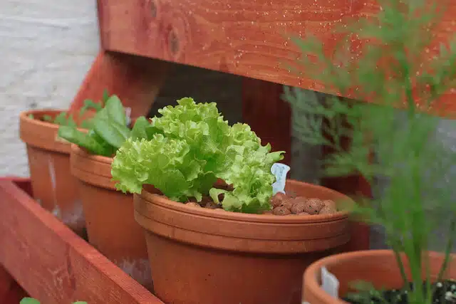 Container Lettuces