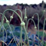 Garlic Scapes Garlic Scapes
