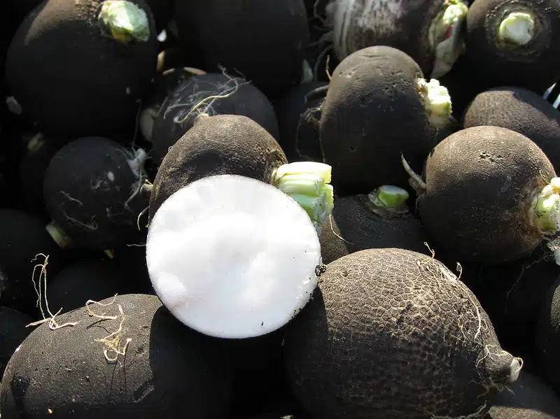 A heap of black radishes