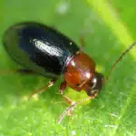 Flea Beetle