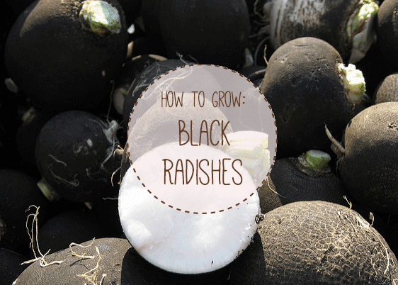 How to Grow Black Radishes