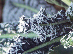 Frosty container kale
