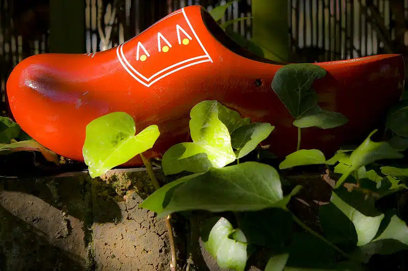 Clog surrounded by leaves