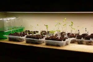 Starting Seeds