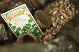 Vermiculite Vermiculite