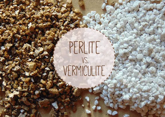 Perlite vs. Vermiculite