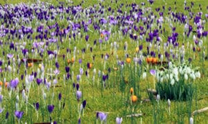 Croci Croci