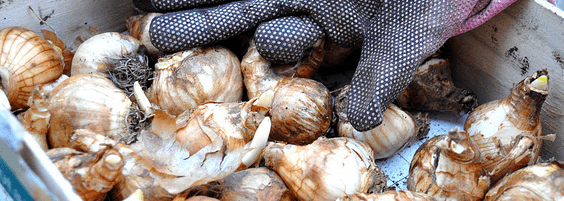 Best Bulb Planters