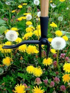 "Pull-up" weeder.