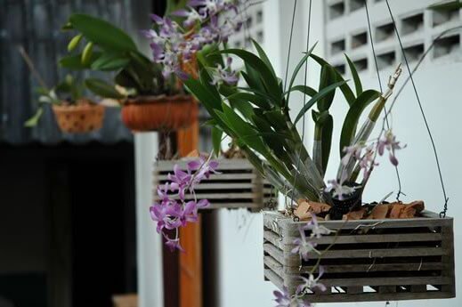 Orchids in wooden baskets Wooden baskets.