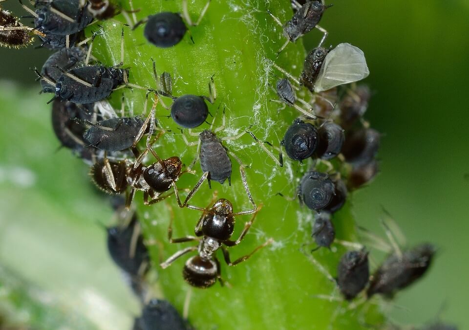 Black aphids Black aphids
