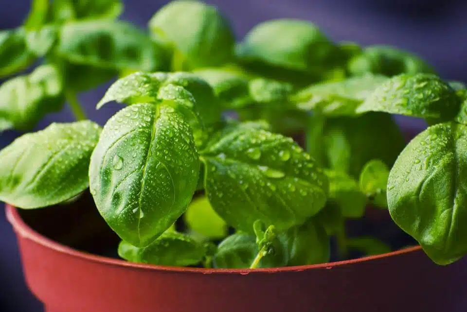 Basil in a pot