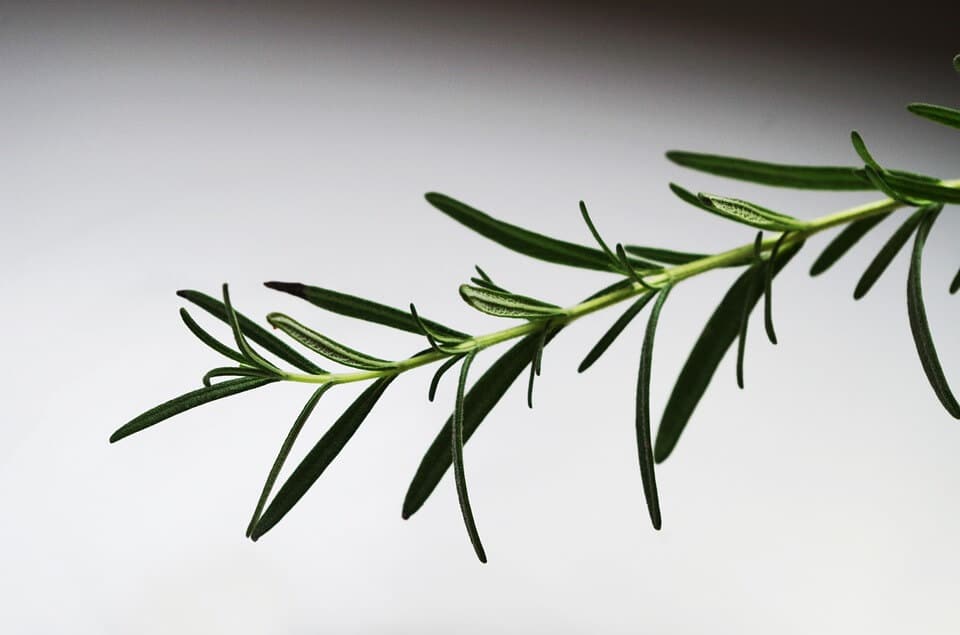 Rosemary sprig Rosemary sprig