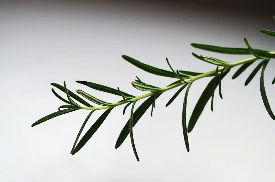 Rosemary sprig