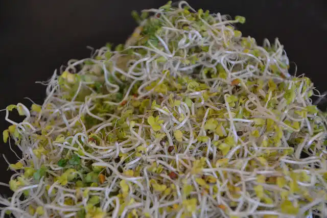 Broccoli sprouts.