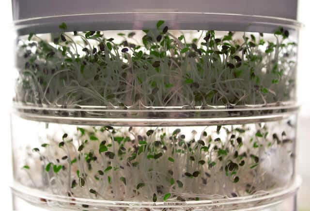 Sprouting compartments.